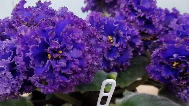 Фиалки! РС Омут. смотреть онлайн