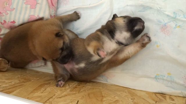 детеныши -сибеныши! 10 дней! смотреть онлайн