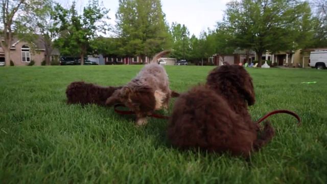 Australian Labradoodles!!! смотреть онлайн