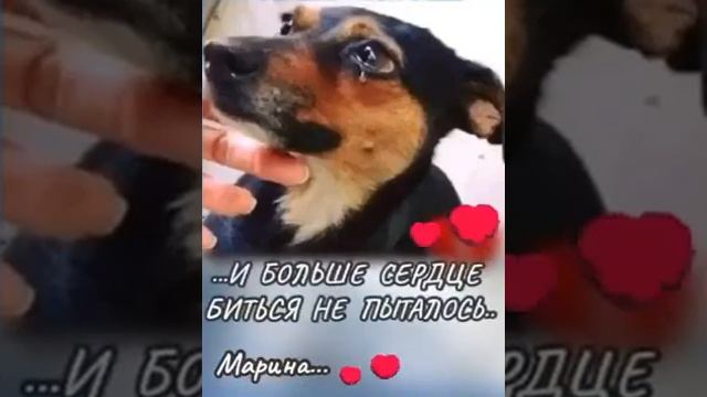 Прощание Хозяина и Собаки. смотреть онлайн