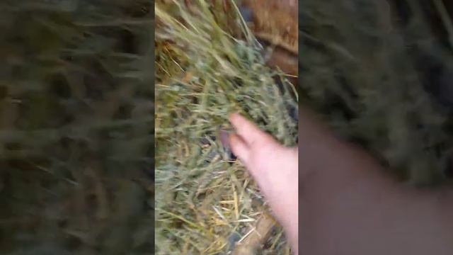 Кролики альбиносы смотреть онлайн