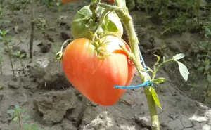 Обзор крупноплодного розового томата Орлиное сердце