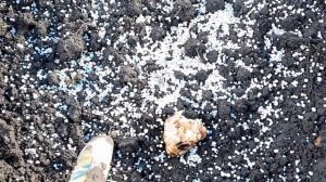 ЛИЛИИ-МАРТАГОНЫ. Посадка в грунт. Апрель.