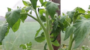 Как   формировать   детерминантные  томаты в теплице? По моему--- ПРОСТО!