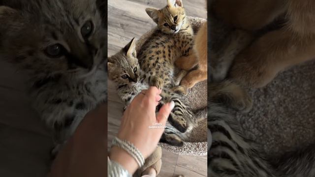 Как это выдержать?😍🥰#cats #cat#caracal#каракал#animal #kitten#каракет #саванна#саваннакошка смотреть онлайн
