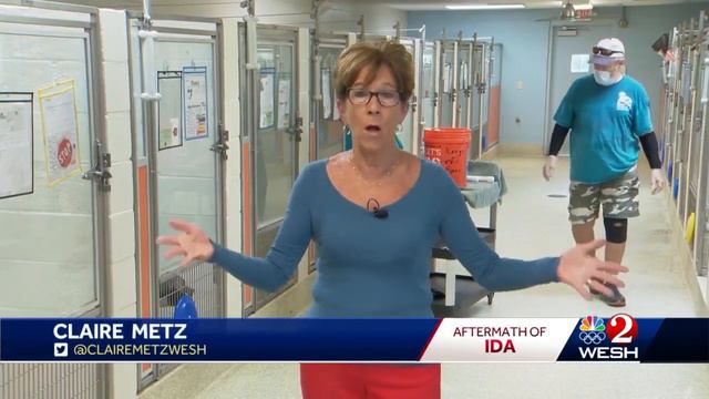 Daytona Beach shelter stepping up to help animal victims of Hurricane Ida смотреть онлайн