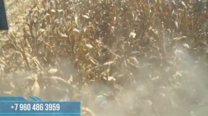 Работа кукурузной жатки при урожайности 150ц га. Отзыв фермера