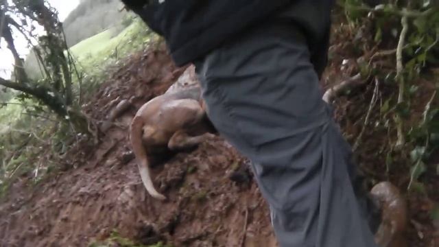 Devon Hunt Sabs prevent dig-out смотреть онлайн