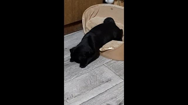 Мопс храпит! смотреть онлайн