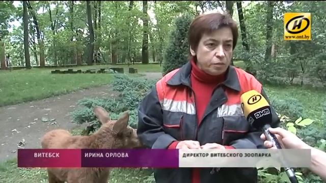 Лосёнок в Витебском зоопарке смотреть онлайн