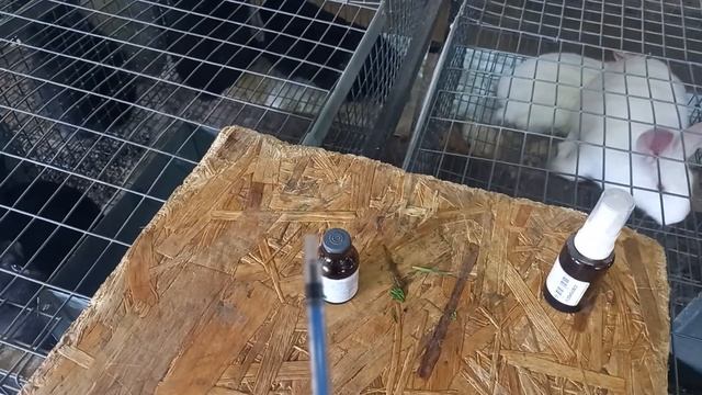 ушной клещ у кроликов смотреть онлайн