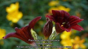 Сальпиглоссис — выращивание супербиссима и выемчатого видов