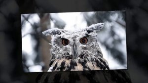 Совы.  Рассказ для детей.