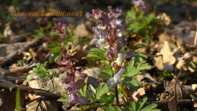 Frühling am Gießhübl bei Wien15.03.2011 смотреть онлайн