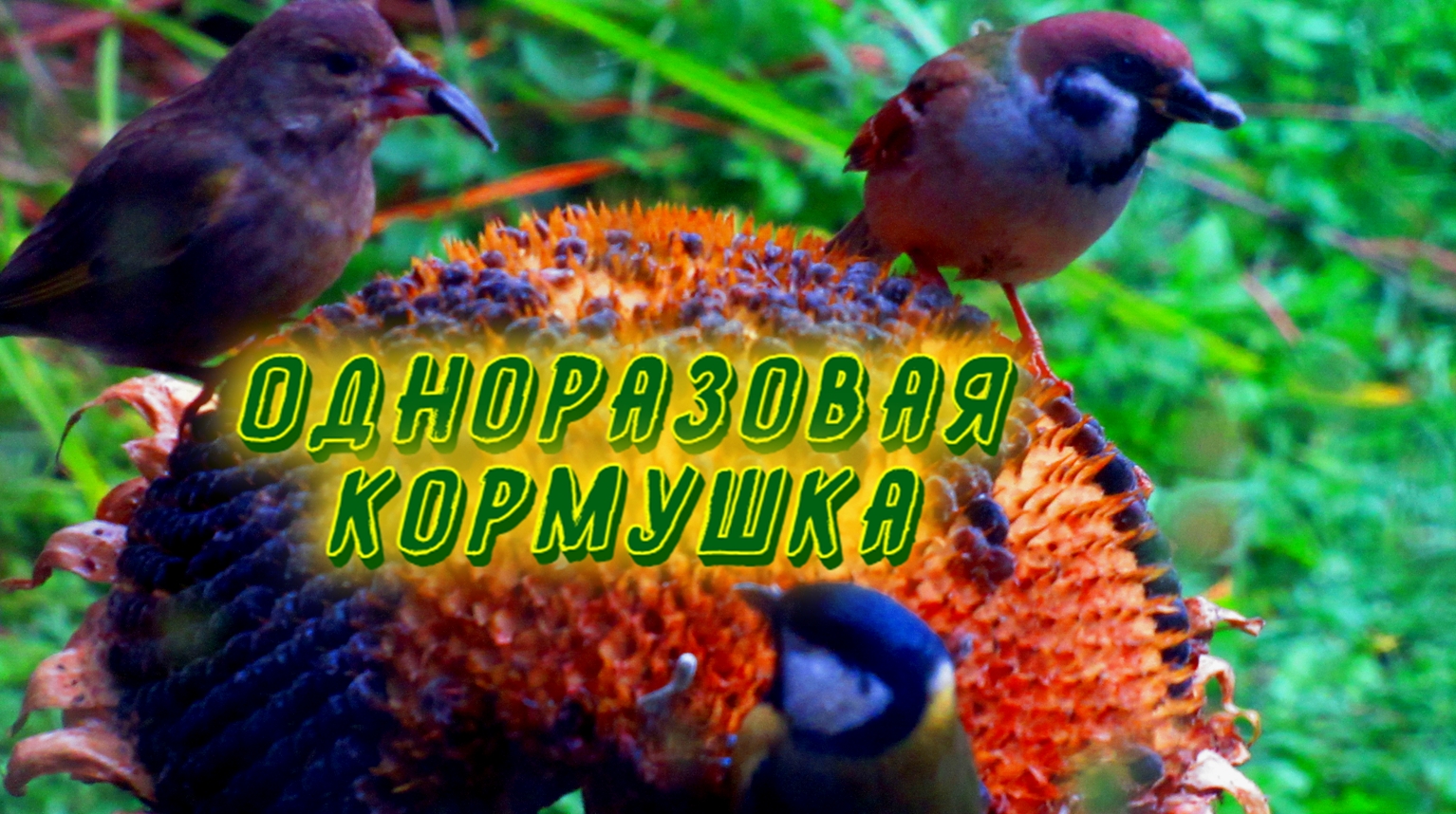 ОДНОРАЗОВАЯ КОРМУШКА 2 ? смотреть онлайн