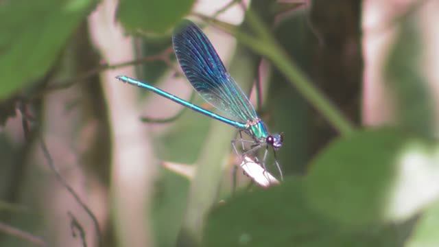 Стрекоза. Красотка-девушка. Самец и самка ( Calopteryx virgo ) смотреть онлайн