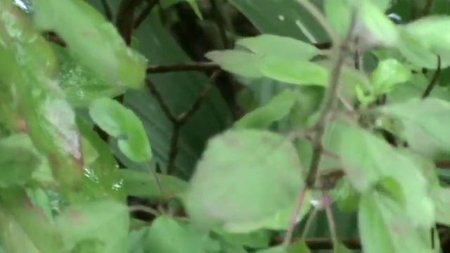 Tulsi Plant | Basil Plant смотреть онлайн
