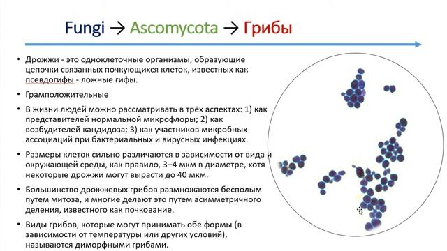 Лекция 2 смотреть онлайн