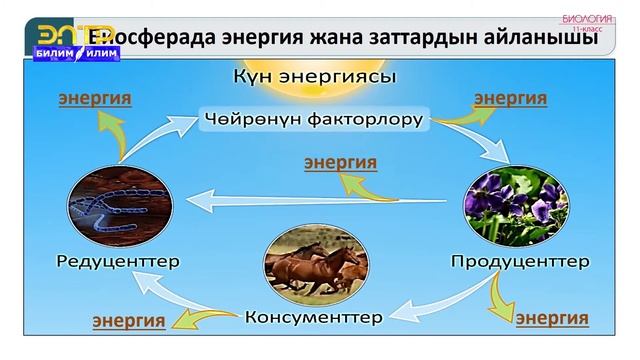11-класс | Биология | Биосфера. Ноосфера смотреть онлайн