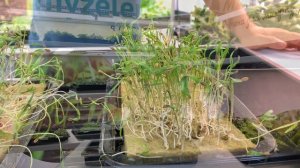 Фенхель - он же итальянский укроп. Особенности выращивания дома.