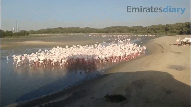 Ras Al Khor Wildlife Sanctuary Dubai - Timelapse смотреть онлайн