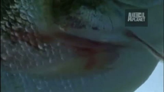 Кандиру (Обычная ванделлия,  усатая ванделлия, Vandellia Cirrhosa)