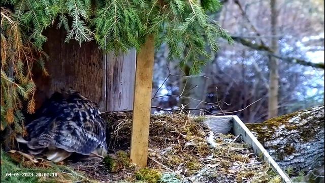 Daylight Full Egg View ??? 04/05/23 19:53 смотреть онлайн