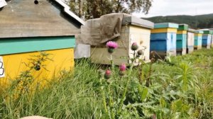 Что делаем на пасеке, о продаже мёда, Пасека Старчевских