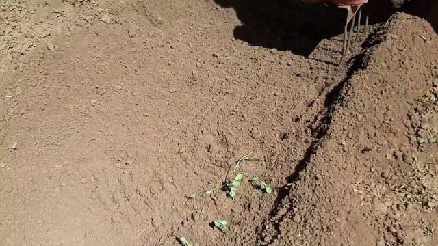 Забор, картошка, гороховая самокрутка и крапивная "подушка " под огурцы)) смотреть онлайн