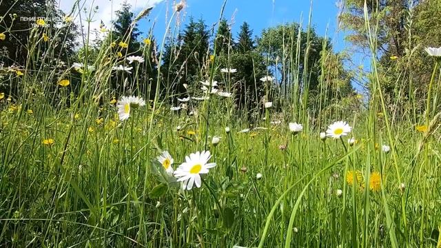 ЦЕЛИТЕЛЬНЫЙ ЭФФЕКТ ПЕНИЯ ДРОЗДА И ЛЕСНЫХ ПТИЦ В БЕРЁЗОВОМ ЛЕСУ,ПОЛЕ РОМАШЕК И ЧИСТОЕ НЕБО ЭТО РЕЛАК