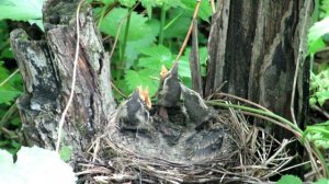 Как птицы кормят птенцов - Дрозды