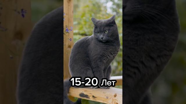 Какие породы кошек живут дольше всех?🎂 #cat #catsfacts смотреть онлайн