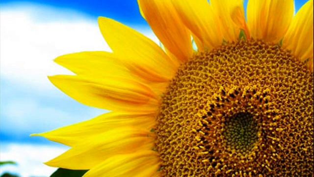 Johann Sebastian Bach : Sonata for Violin & Keyboard No. 4 in C Minor, BWV 1017 (2) смотреть онлайн