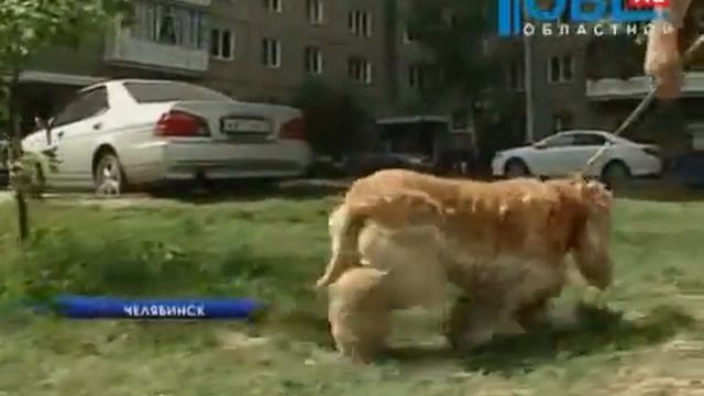 Собака-гермафродит в клинике доктора Даллакяна смотреть онлайн