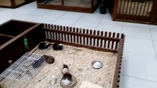 МИЛЫЕ ЖИВОТНЫЕ В РУЧНОМ ЗООПАРКЕ ДЛЯ ДЕТЕЙ смотреть онлайн