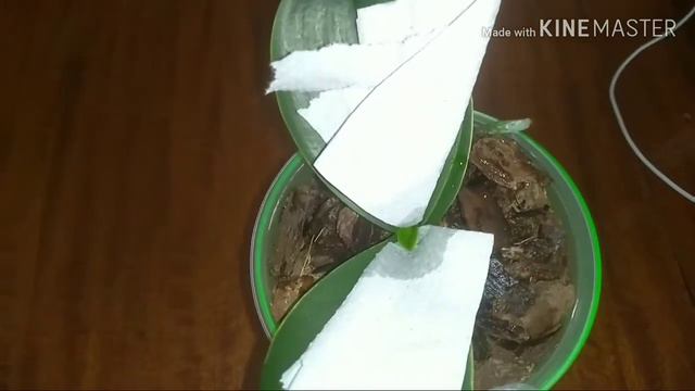 Вода в центре розетки Орхидеи!!! Какой в этом ПлЮс?! смотреть онлайн