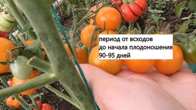 #волшебнаяарфа Оранжевый раннеспелый томат! смотреть онлайн