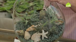 Делаем флорариум своими руками