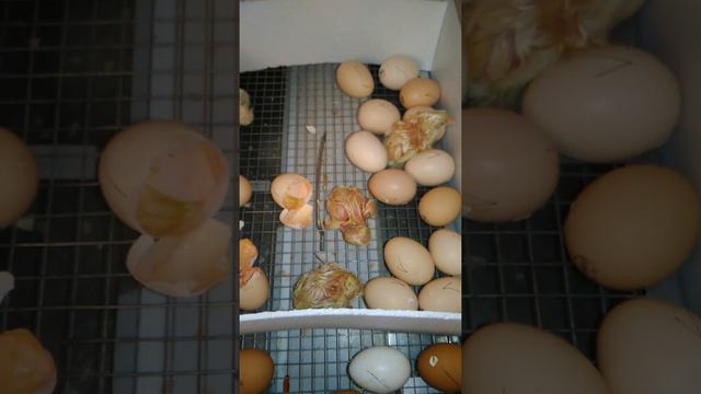 Цыплята вывод смотреть онлайн