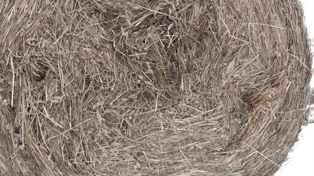 Сено или сенаж - выбираем! смотреть онлайн