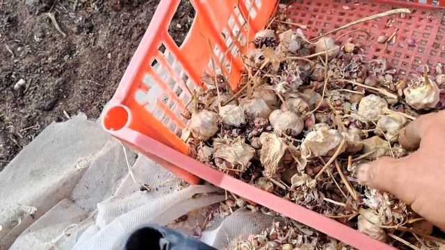 Октябрь , время посадки семян чеснока. смотреть онлайн