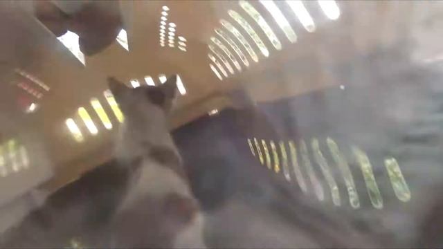 Котёнок со сломанной лапой 23.08.2017. смотреть онлайн