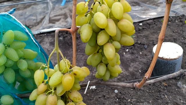 Вика- ранний,крупноплодный,урожайный виноград смотреть онлайн