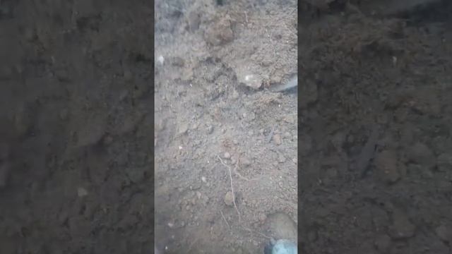 Коп металла в Беларуси смотреть онлайн