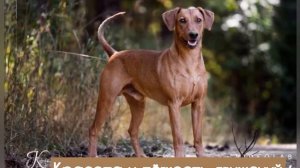 Немецкий пинчер. Какой он