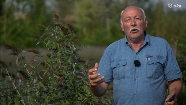 Limiter la propagation du buddleia смотреть онлайн