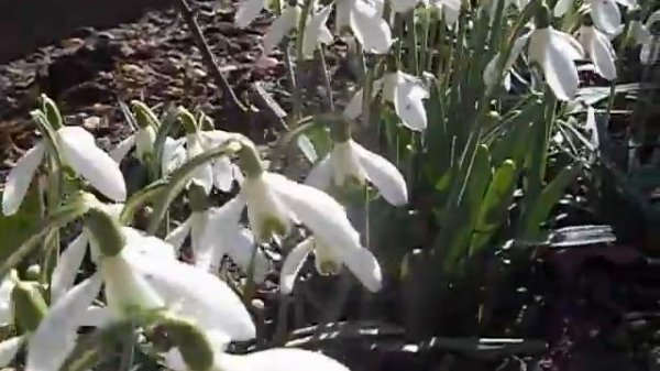 Snowdrops - Galanthus Ikariae