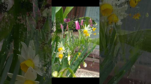 Spring flowers in a container🌷#tulips #daffodils #primrose смотреть онлайн