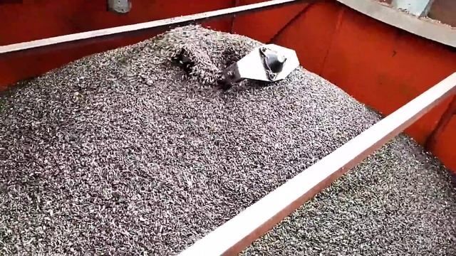 БЕШЕНЫЙ,ОТЛИЧНЫЙ УРОЖАЙ ПОДСОЛНЕЧНИКА,,,СОРТ"' КУБА смотреть онлайн