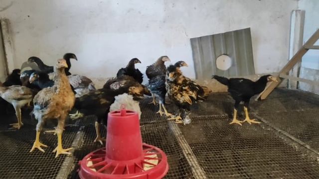 Малайские куры 3 месяца смотреть онлайн